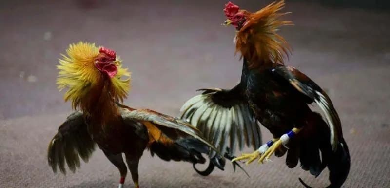1Xbit cung cấp 3 loại hình cược chọi gà 