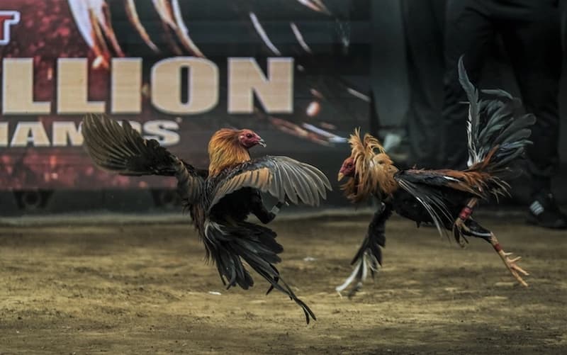 Đá gà Sabong 1Xbit: Live cực nét, kèo cực hay, thưởng cực lớn 2 Đá gà Sabong tại 1Xbit