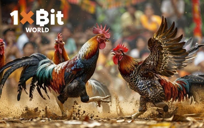 mẹo nhận biết gà đá hay