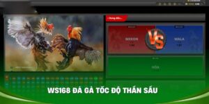 Sảnh đá gà WS168